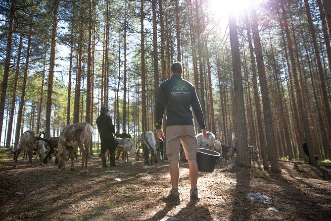 Authentic Reindeer Farm and Canoe Experience From Rovaniemi. - Savor Local Finnish Cuisine