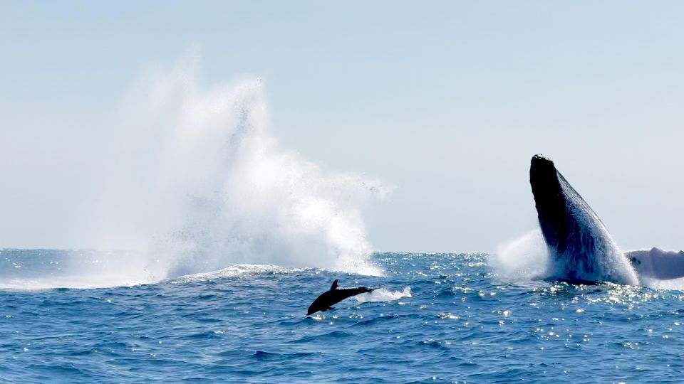 Awakening With Stars, Whales and Dolphins Boat Cruise - Experience Highlights