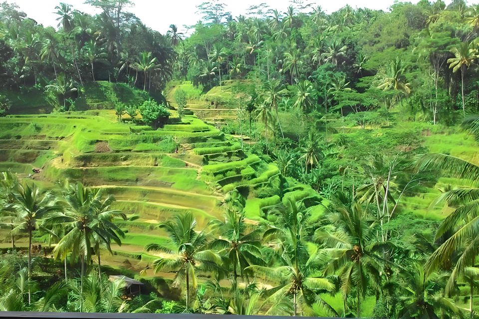 Bali :Hindu Temple, Volcano, Rice Terrace, Waterfall W/Lunch - Tegallalang Rice Terrace Discovery