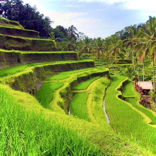 Bali: Rice Terraces, Water Temple, Waterfall (Private Tour) - Full Description