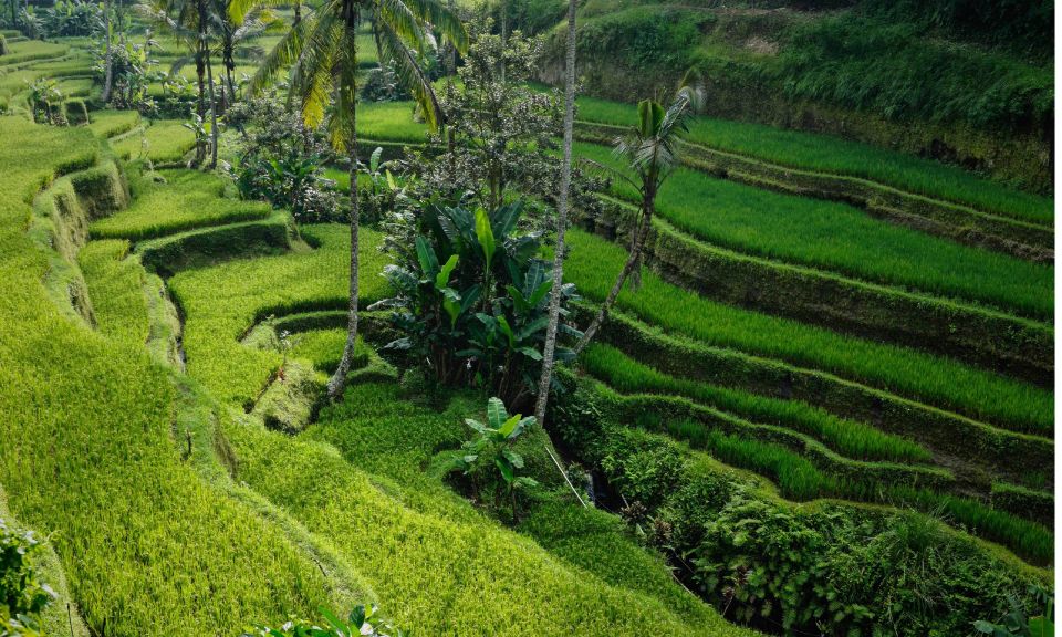 Bali: Secret Garden, Ulun Danu Temple and Waterfall Tour - Highlights of the Tour