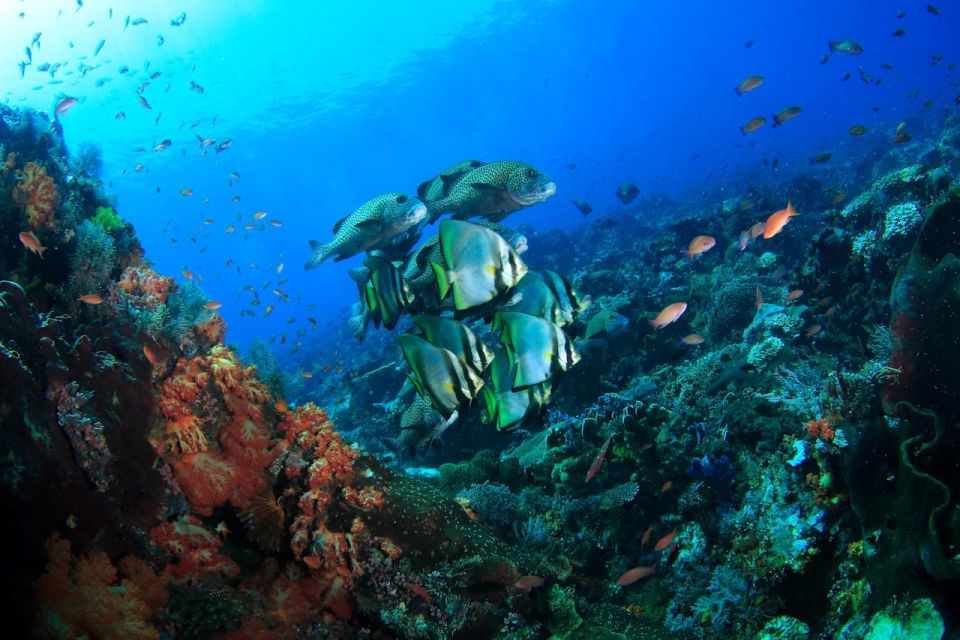 Bali: Tulamben USAT Liberty Wreck Scuba Diving - Included Services