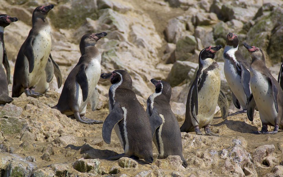 Ballestas Islands and Tambo Colorado From San Martin Port - Experience Highlights