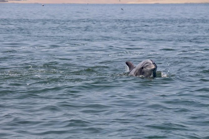 Ballestas Islands Group Tour From Paracas - Important Information and Recommendations