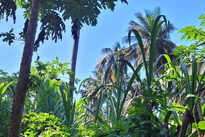 Banana Plantation / Black Sand Beach Experience - Minimum Travelers Requirement