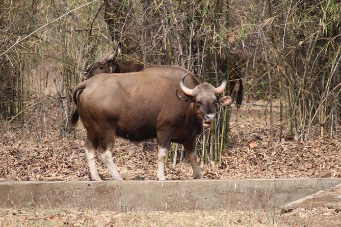 Bandipur Sanctuary Tigers & Elephants - Visitor Reviews and Recommendations