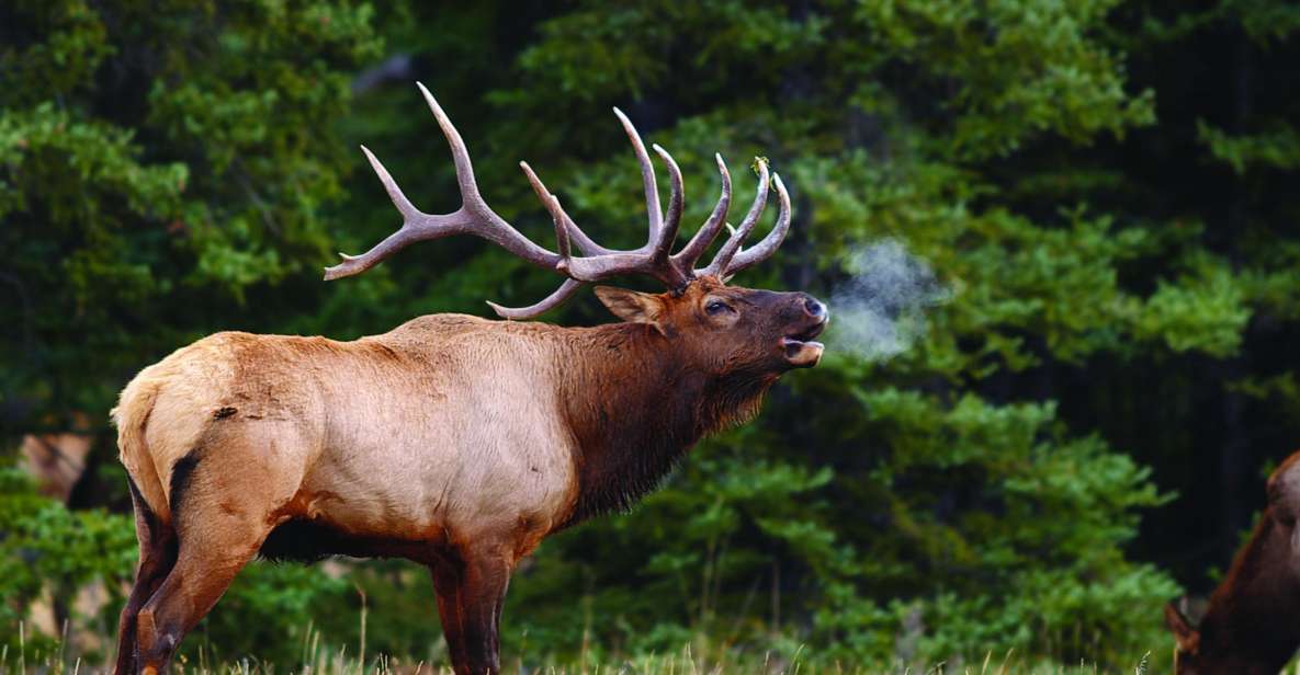 Banff: Evening Wildlife Safari Guided Tour - Inclusions