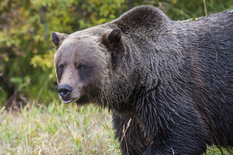 Banff: Grizzly Bear Refuge Tour With Lunch - Inclusions