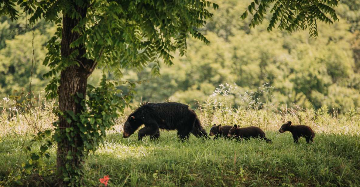 Banff: Highlights and Wildlife Group Tour - Local Guides Historical Insights