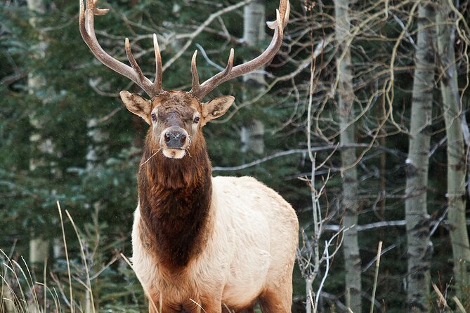 Banff National Park Small-Group Walking Tour - Meeting Point Details