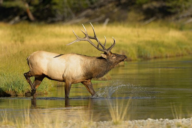 Banff Wildlife Big Canoe Tour - Booking Details