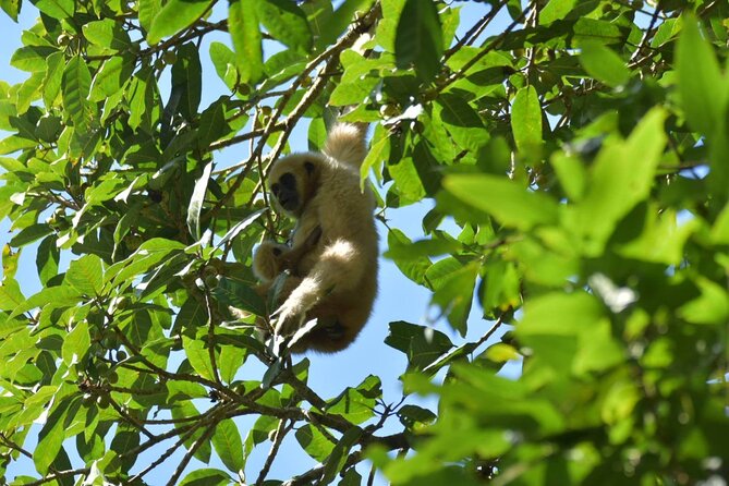 Bangkok to Ayutthaya and Khao Yai National Park (4 Days) - Day 4: Return to Bangkok