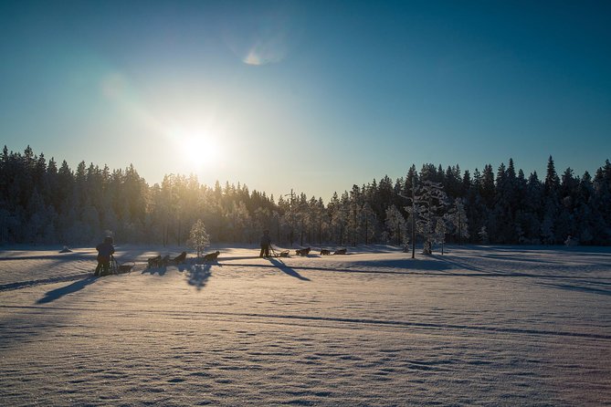 Be a Musher! Husky Tour Into the Arctic Wilderness - Expectations