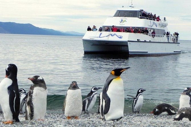 Beagle Channel Navigation Penguin Colony - Reviews and Feedback