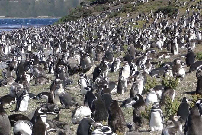 Beagle Channel to Martillo Island and Walk Among Penguins - Tour Experience and Reviews