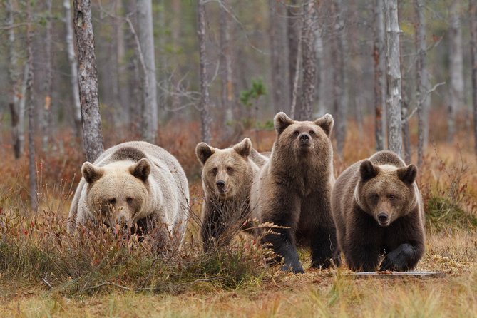 Bear and Cubs Photography - Common questions