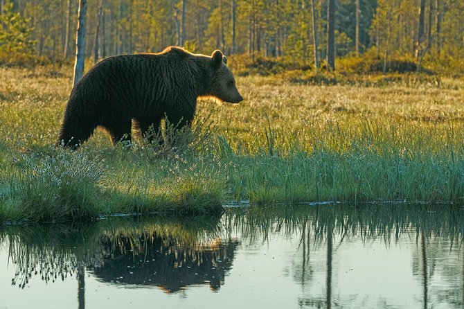 Bear Photography on Summer - Common questions