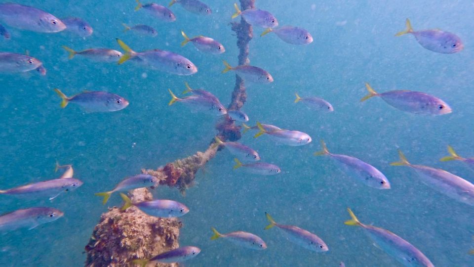 Beginner Jet Snorkel Tour With Videos - West Palm Beach - Specialized for Beginners