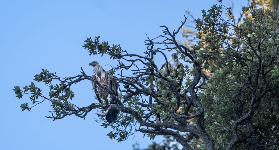 Beli - Griffon Vultures Bird Watching Boat Trip - Tour Inclusions