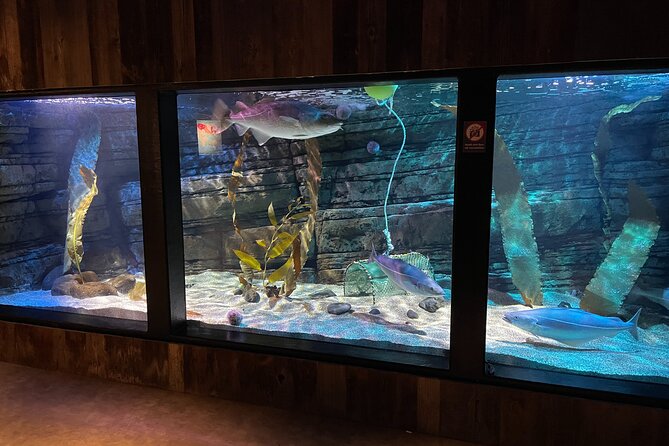 Beluga and Puffin Sanctuary Visitor Centre With Aquarium - Conservation Efforts Highlight