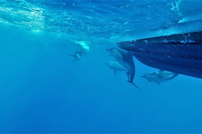 Benagil Caves Visit With Dolphins Watching From Albufeira - Cancellation Policy