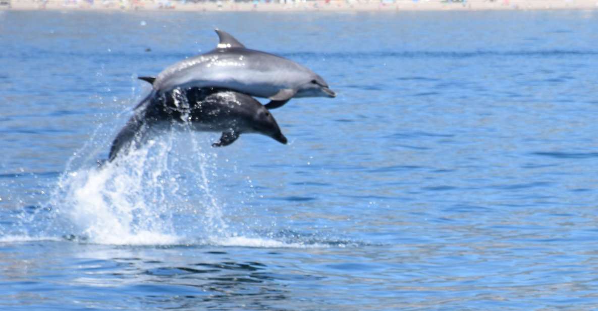 Benalmadena: Dolphin Watching Boat Tour - Itinerary Flexibility and Changes