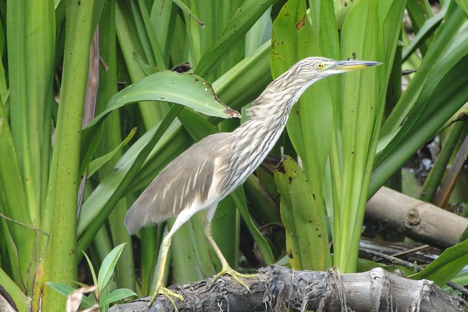 Bentota River Safari - Traveler Reviews and Ratings