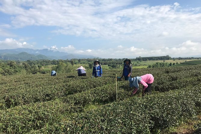 Best 2-Day: Explore Chiang Rai Landmarks From Chiang Mai, Private Trip - Reviews and Pricing Information