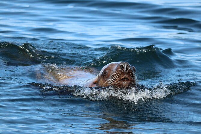 Best Whale Watching and Wildlife Shore Excursion in Sitka - Customer Feedback