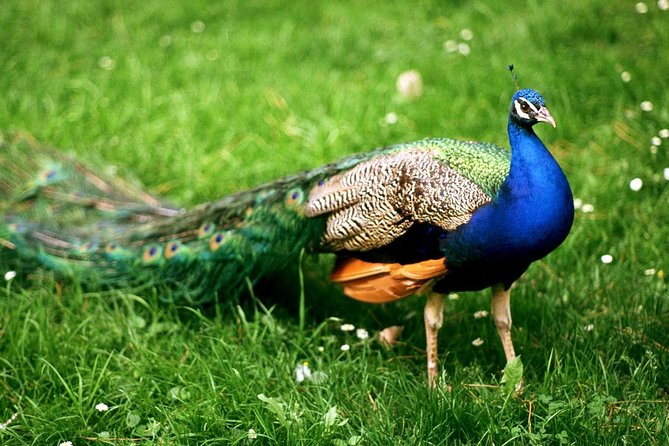 Bharatpur Bird Watching & Wildlife From Delhi - Best Time to Visit Bharatpur