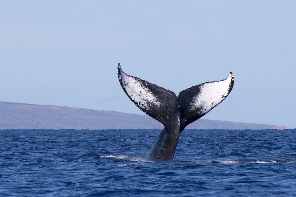 Big Island: Kona Whale Watching Tour - Whale Watching Experience Details