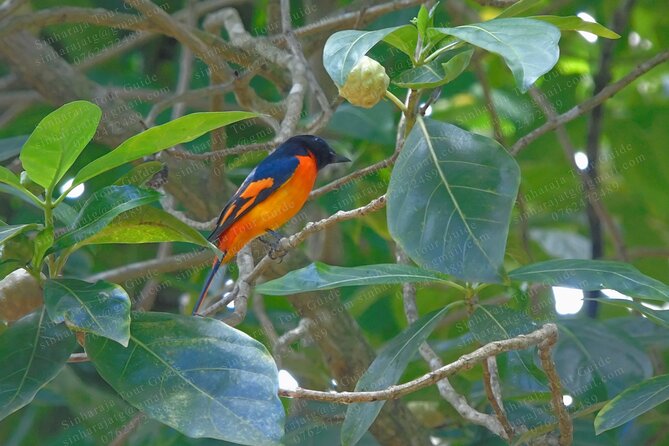 Bird Watching Tours in Sinharaja Rain Forest - Itinerary Overview
