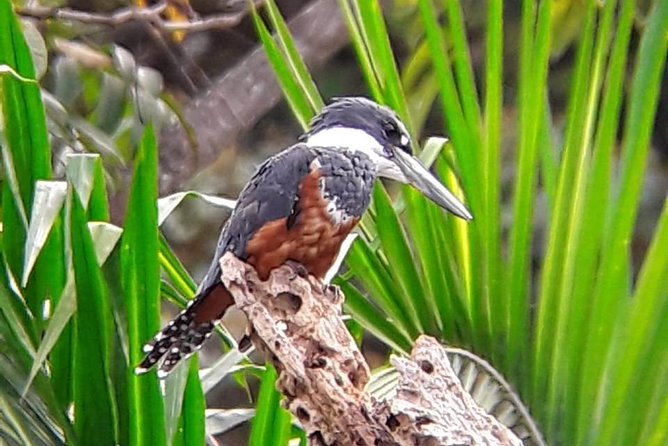 Birding in the Rainforest - Bird Species to Spot