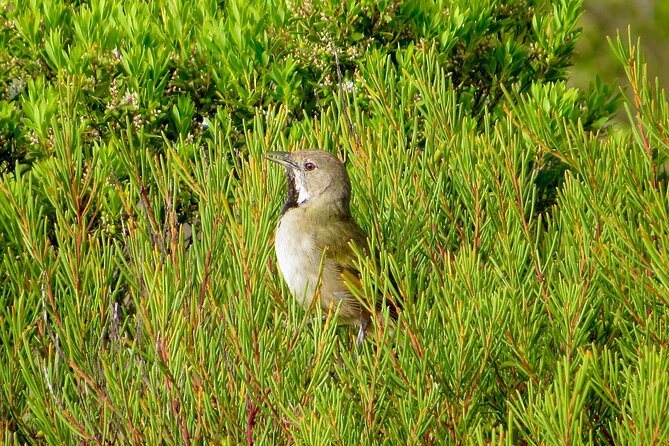Birds of Yarnbala - Best Times for Birding