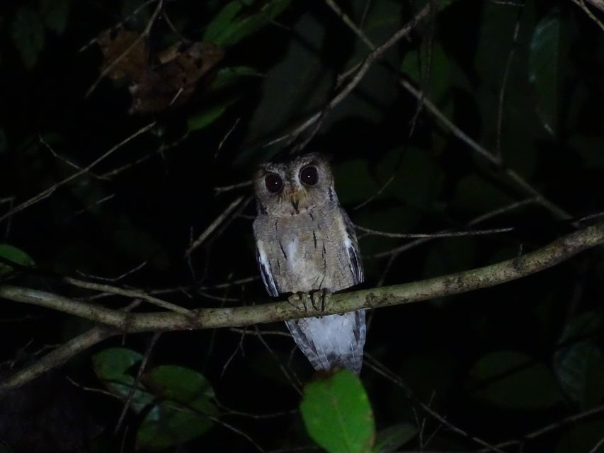 Birdwatching & Bird Photography at Thattekkad - Nocturnal Wildlife Encounters