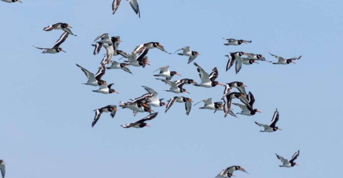 Birdwatching Boat Tour in the Tagus Estuary - Departure Information