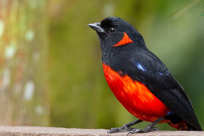 Birdwatching Day in Chingaza and Observatorio De Colibries - Booking Information and Pricing