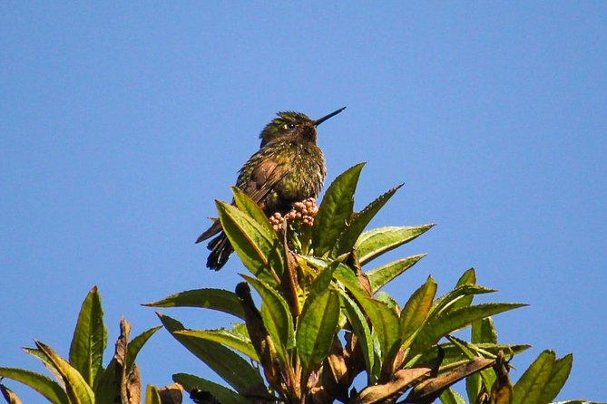 Birdwatching Tour in Cajas National Park From Cuenca - Access to Traveler Photos