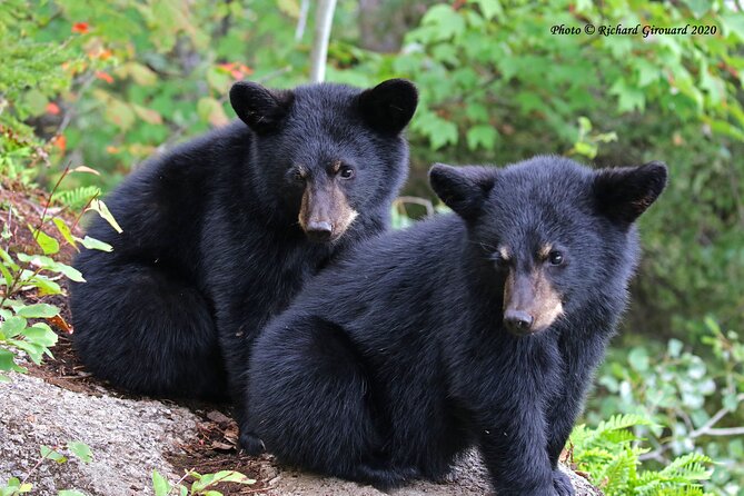 BLACK BEAR VIEWING AND WALKING AT OUTDOOR CTRS CANYON - Saguenay Guided Tours - Specific Wildlife Encounters