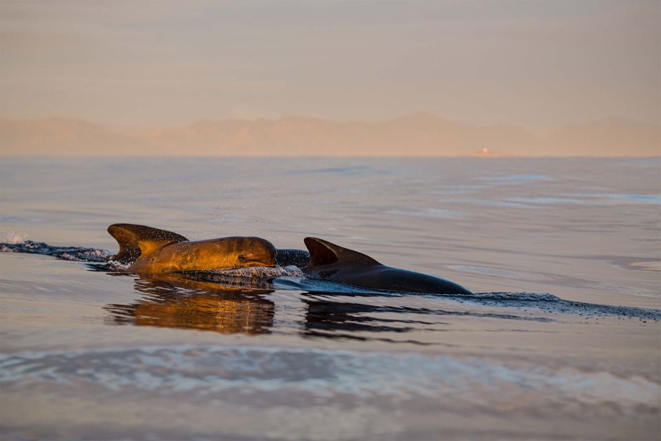 Bleik: Whale Watching Trip by Speedboat With Tea and Muffins - Important Information for Participants