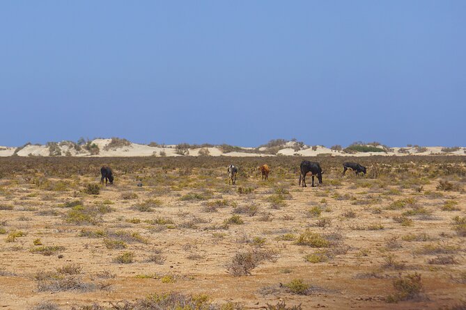 Boa Vista Small-Group Northeast Tour  - Sal Rei - Pick-up and Drop-off Information