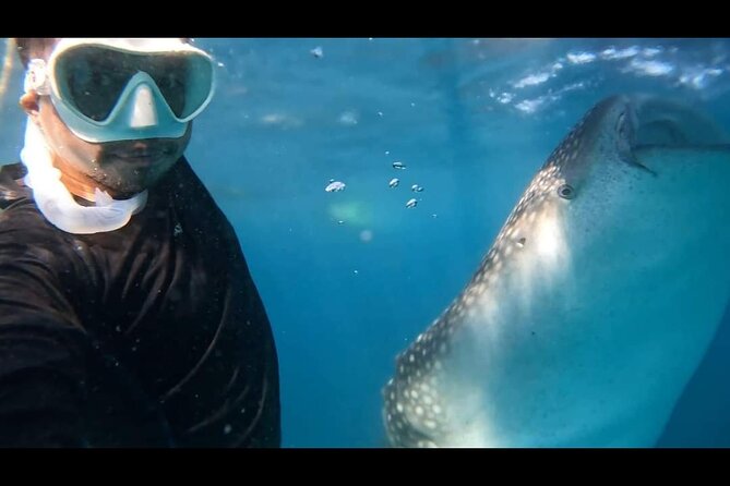 Bohol Whale Shark Encounter - Final Thoughts and Recommendations