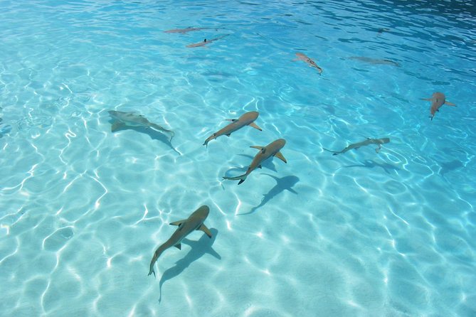 Bora Bora Jet Ski Tour, & Eco Shark / Ray Snorkel Cruise - Guest Experience and Overall Impressions