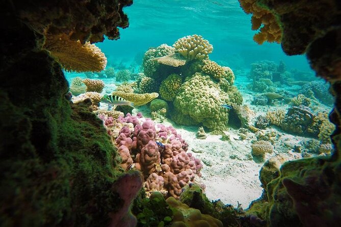 Bora Bora Lagoon Private Half-Day Scavenger Hunt for Kids - Underwater Exploration Highlights