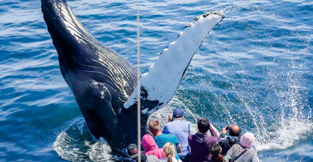 Boston: Whale Watching Catamaran Cruise - Review Summary