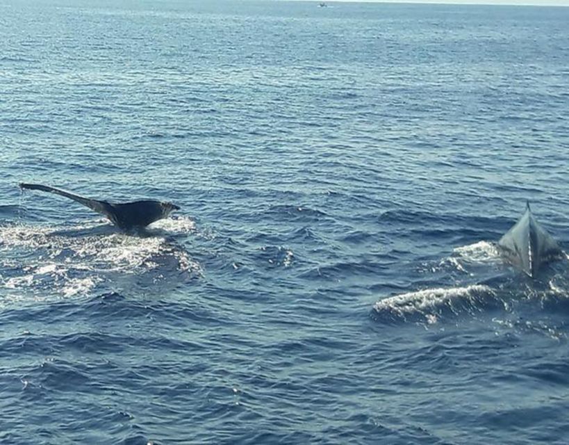 Buenaventura: Pacific Coast Whale Watching Tour - Itinerary Details