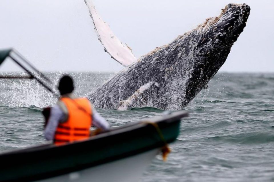 Buenaventura: Whale Watching Trip With Overnight Stay - Duration and Language Assistance