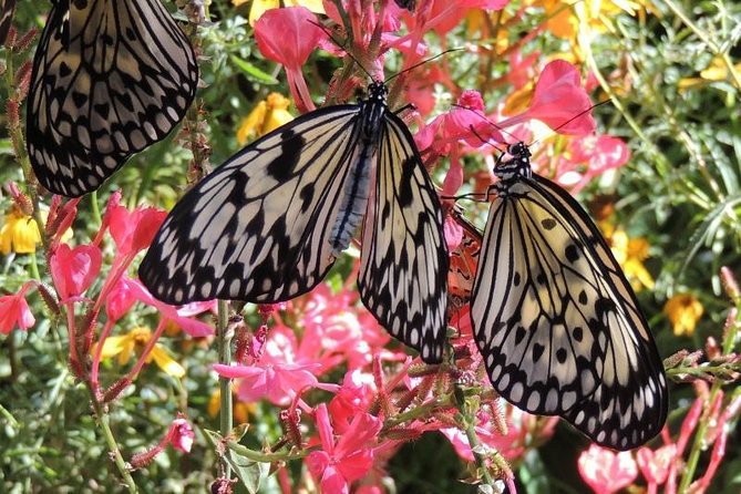 Butterfly Rainforest at Florida Museum of Natural History Ticket - Visitor Feedback & Experiences
