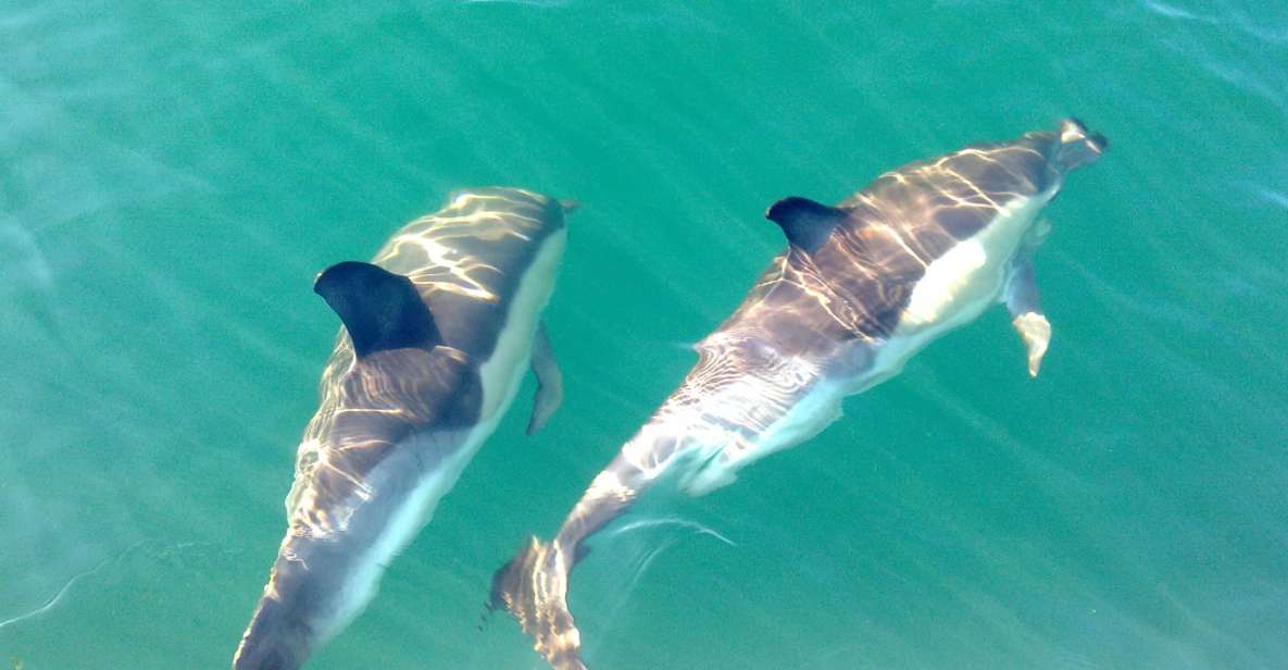 Cabanas De Tavira: Dolphin Watching Boat Tour - Review Summary