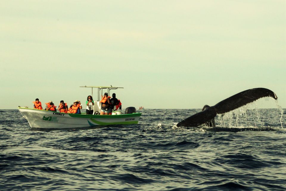 Cabo: 2-Hour Whale Watching Boat Ride With Free Pictures - Inclusions